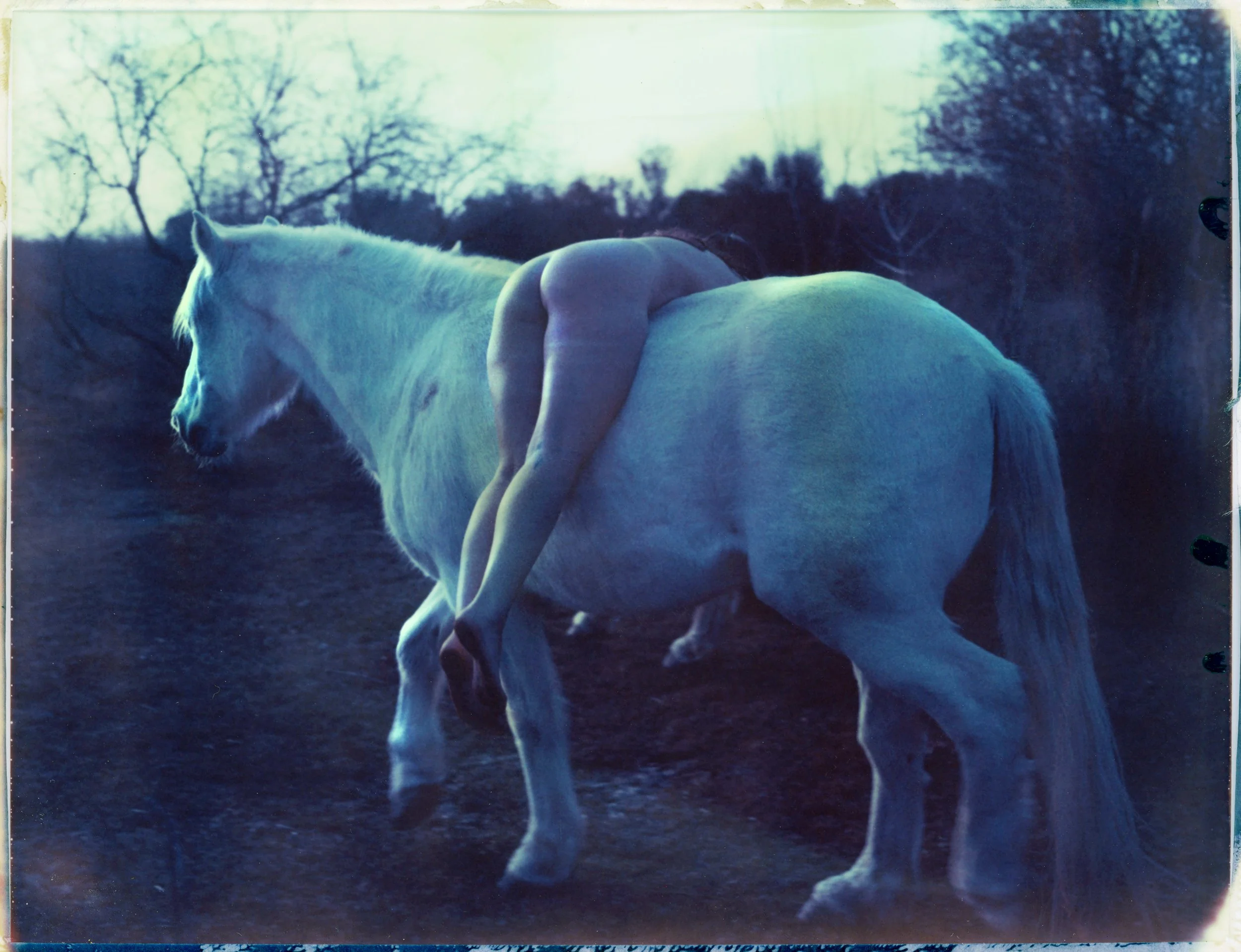 Bella Horse Polaroid Cropped.jpg