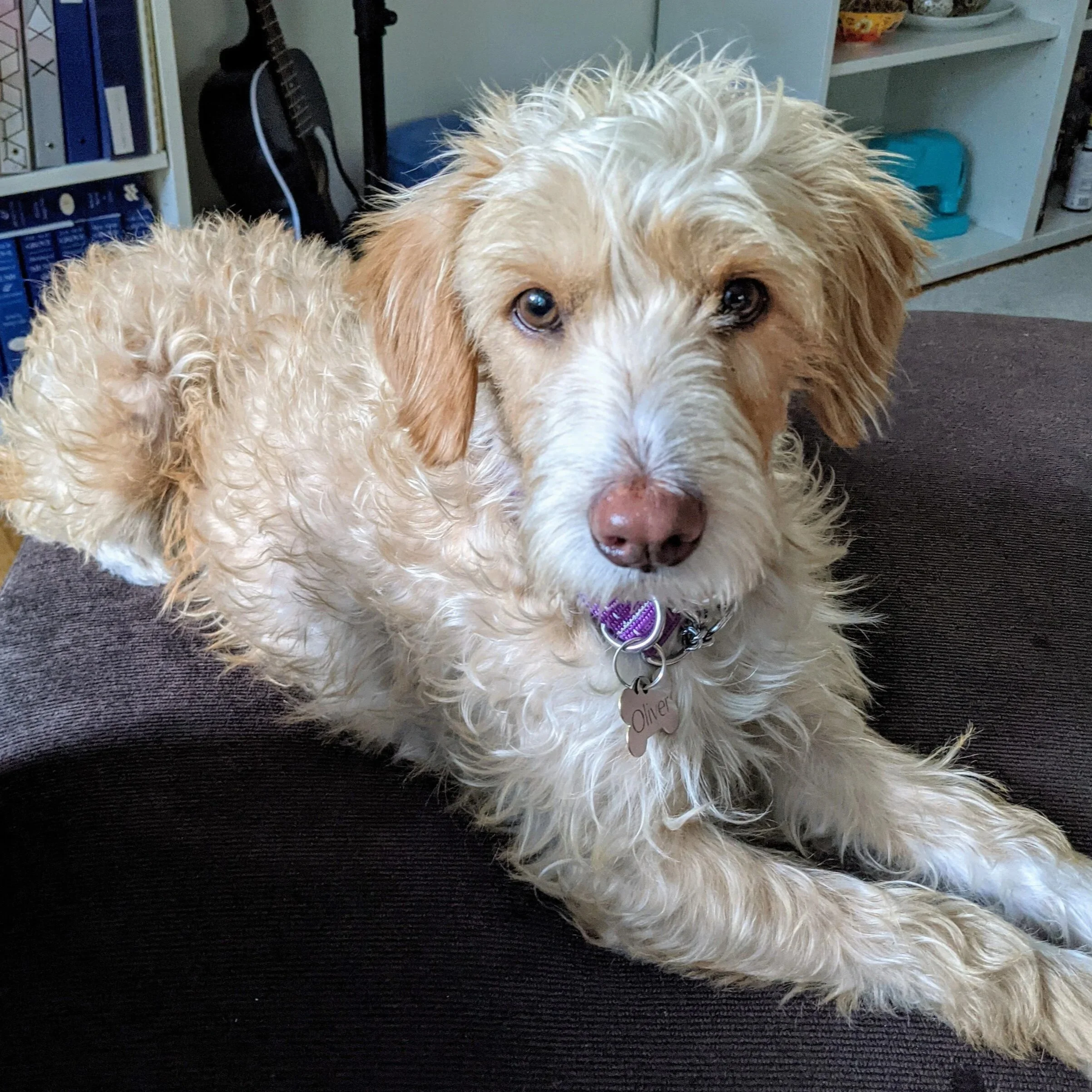 A light-colored, curly-haired dog lying on a dark brown surface indoors, with guitars and shelves in the background.