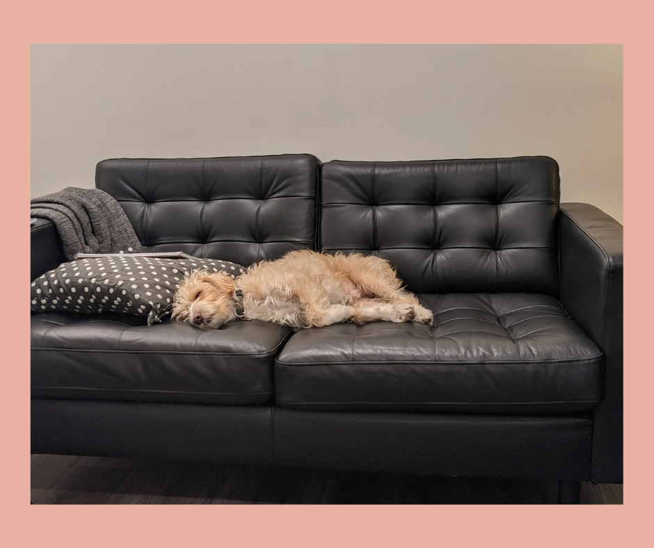 🐾 What to Expect in a Therapy Session with Oliver, Our Therapy Dog