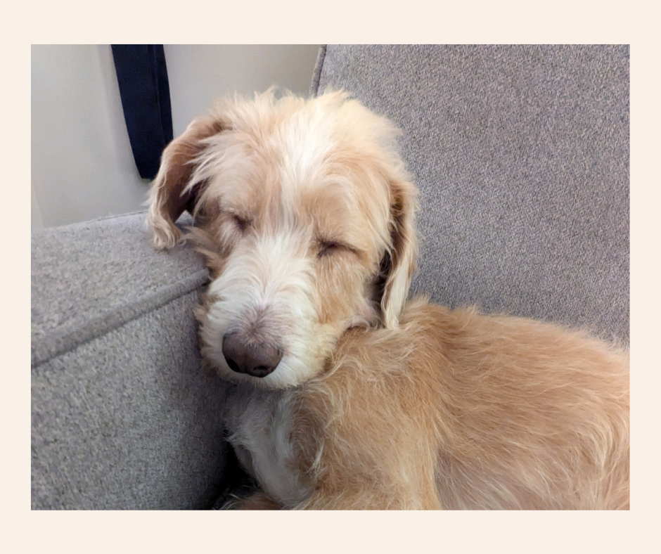 🧪 How Animal-Assisted Therapy Works: The Science Behind Oliver