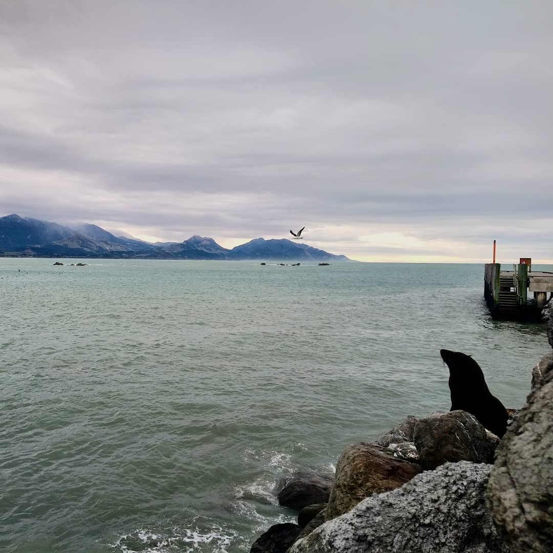 The Antarctic blast made for a crisp visit to Kaikōura, feat. wild coastal weather, stunning peninsula views, and stumbling across seals venturing away from their colony (the dotted black on the rocks in the final picture are seals 😭😍😭) ❤️

#seals