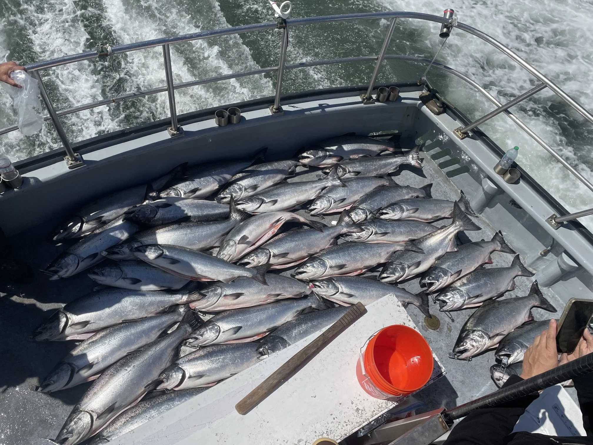 2026 Salmon Season Update!! WHAT  A YEAR!!