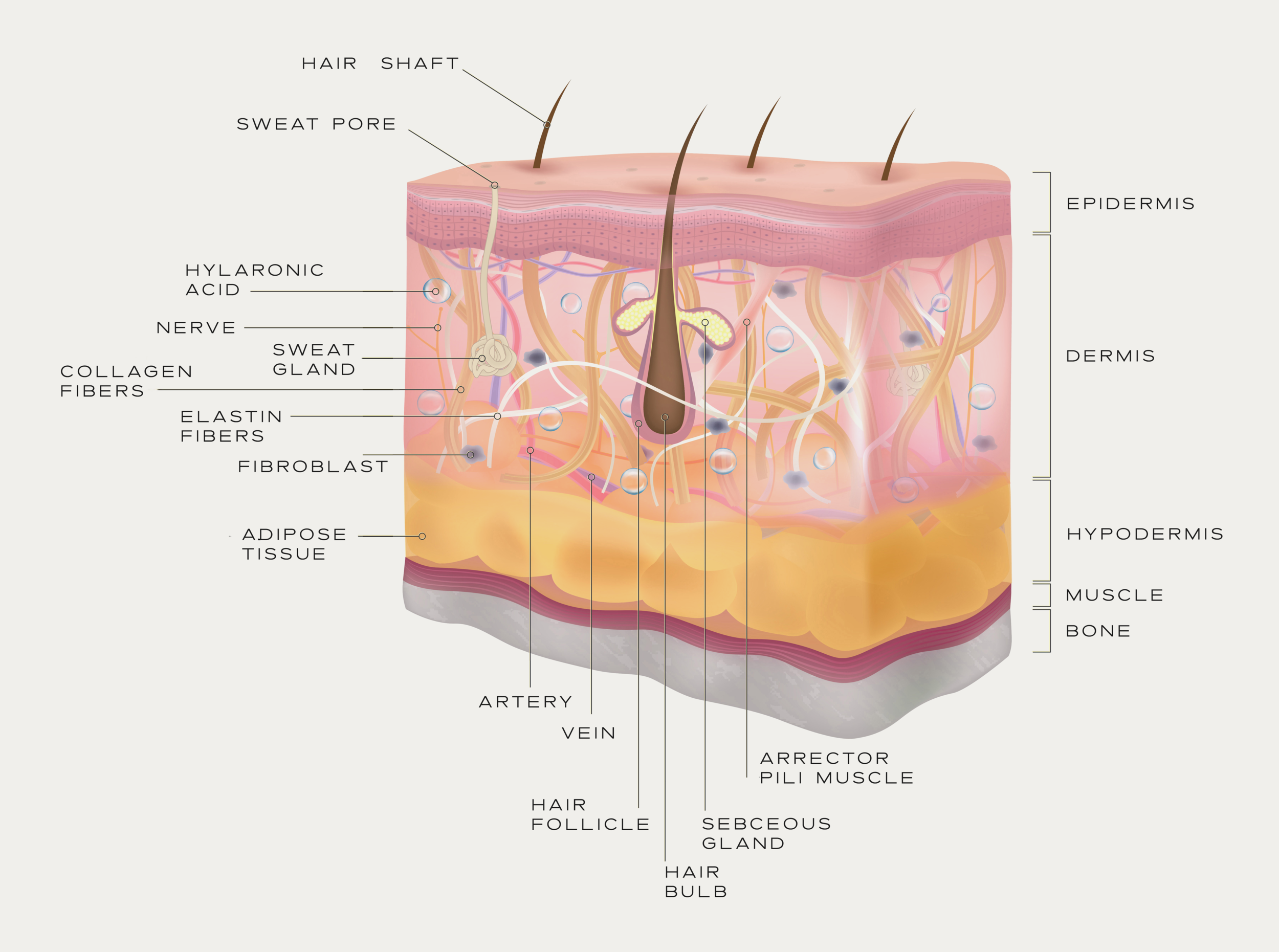 Skin Structure Sc What you need to know about skin structure to start getting ...
