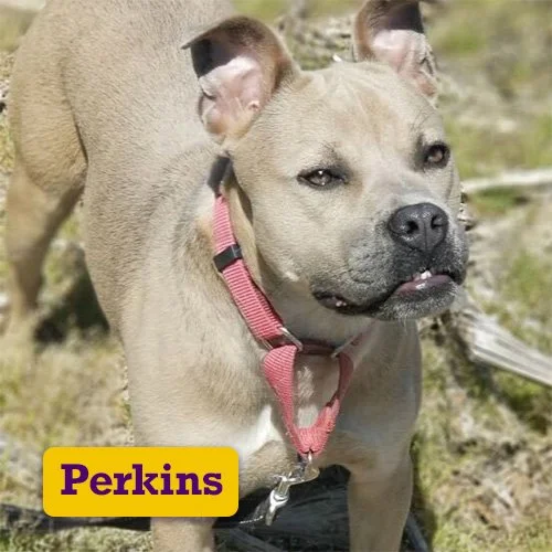 Adoptable-Perkins.jpg