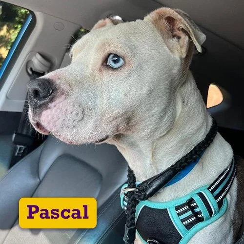 Adoptable-Pascal.jpg