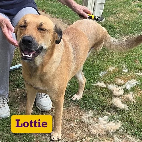Adoptable-Lottie.jpg