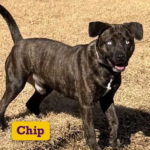 Adoptable-Chip.jpg