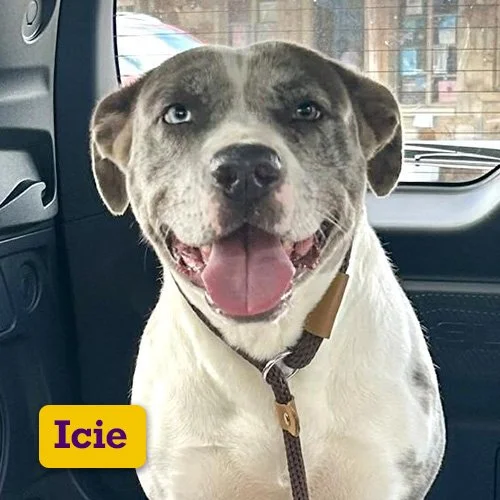 Adoptable-Icie.jpg