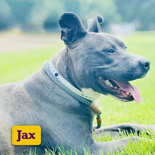 Adoptable-Jax.jpg