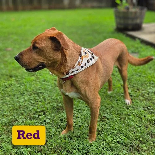 Adoptable-Red.jpg