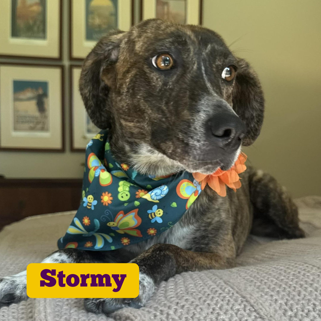 Stormy (1).png