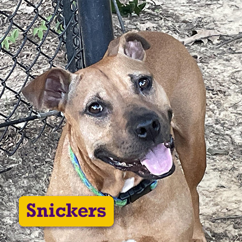 Adoptable-Snickers.png