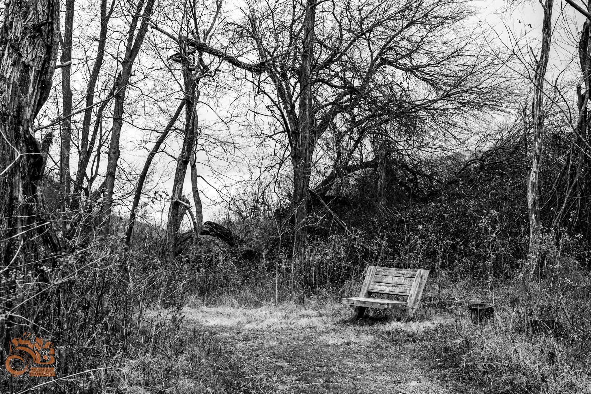 lonely bench 2.jpg