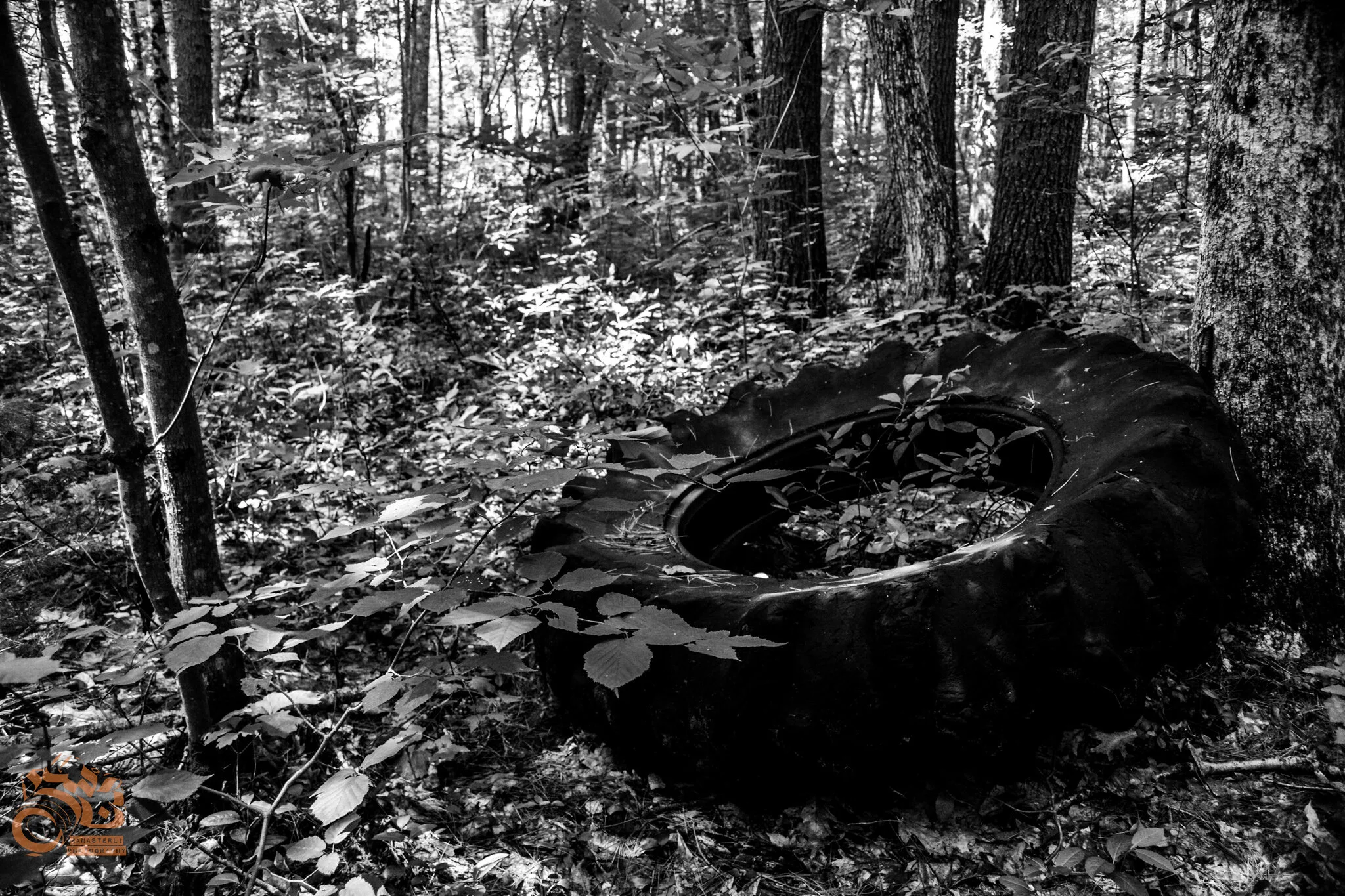 lost tire in a forest.jpg