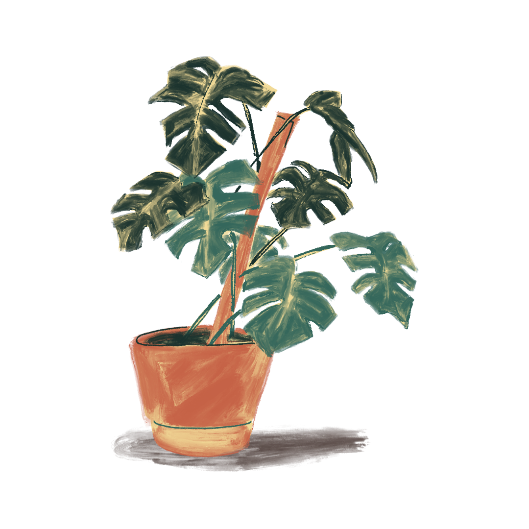 A hand-drawn monstera plant in a terracotta pot