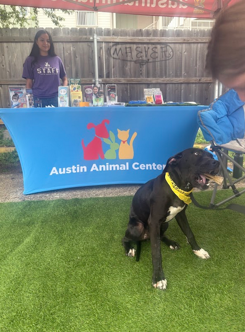 A dog holding a chew toy in front of the AAC logo