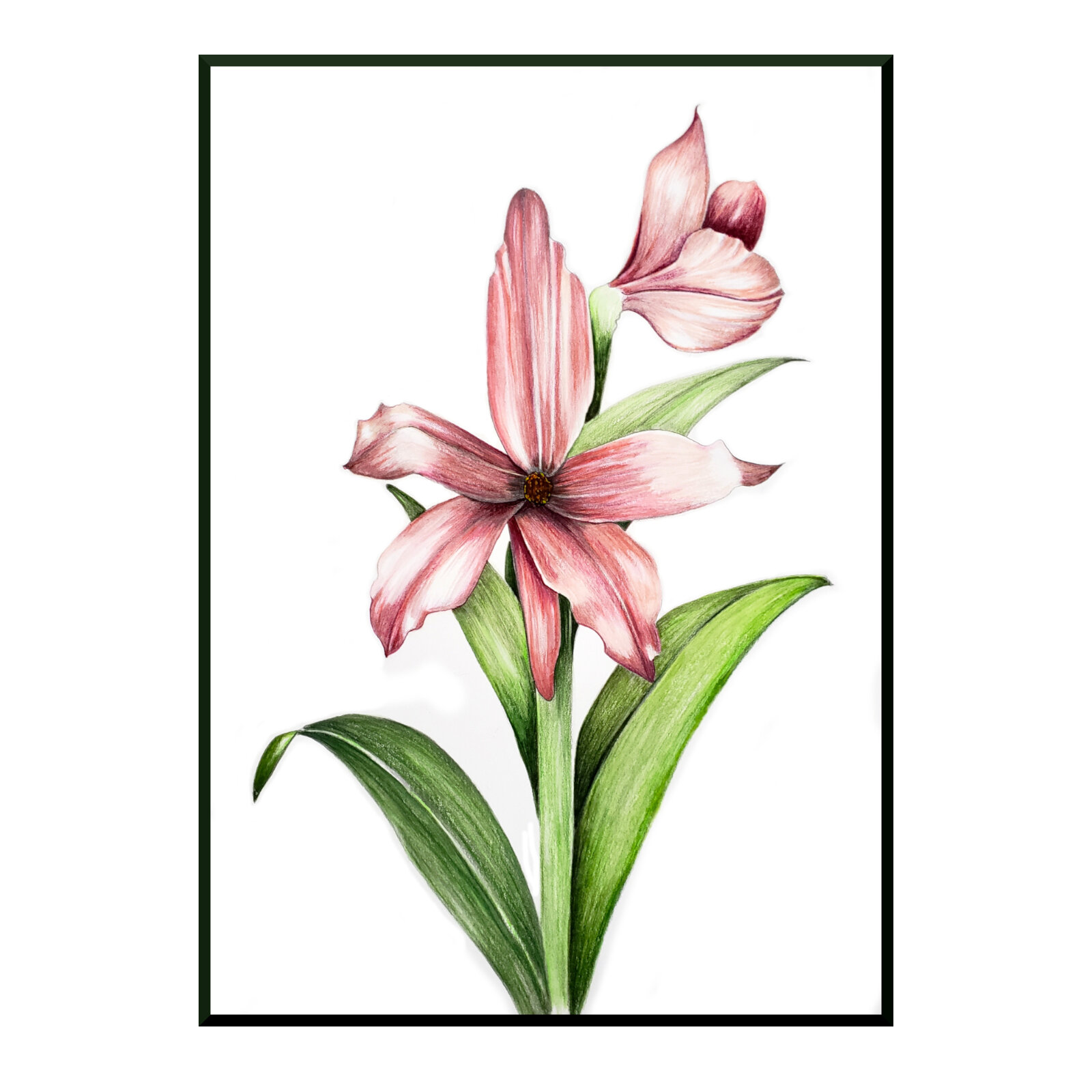 layered Amaryllis.jpg