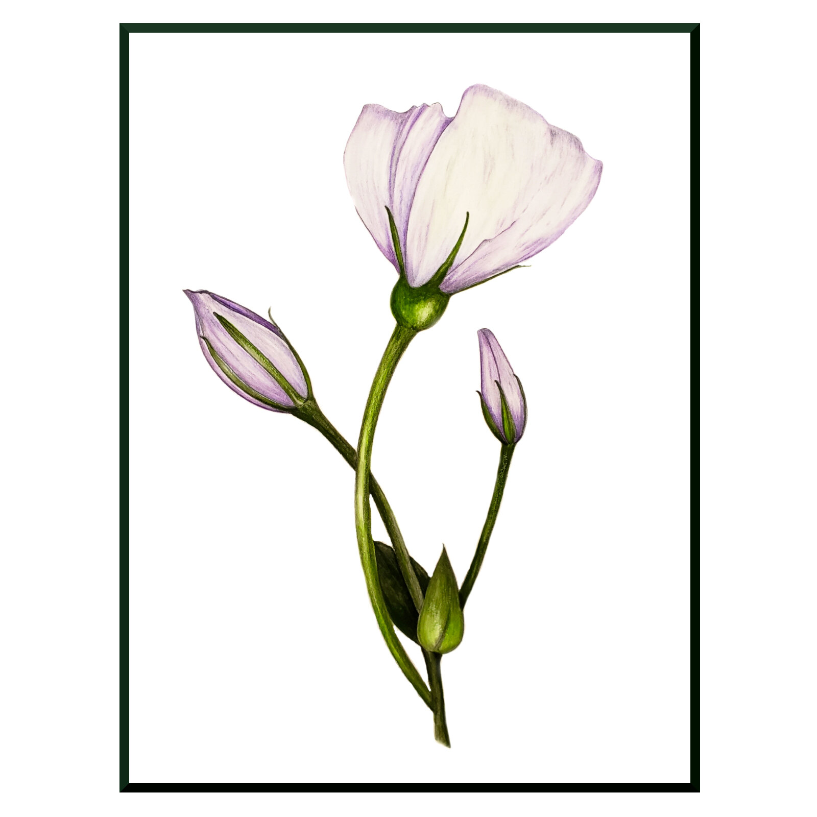 layered lisianthus.jpg