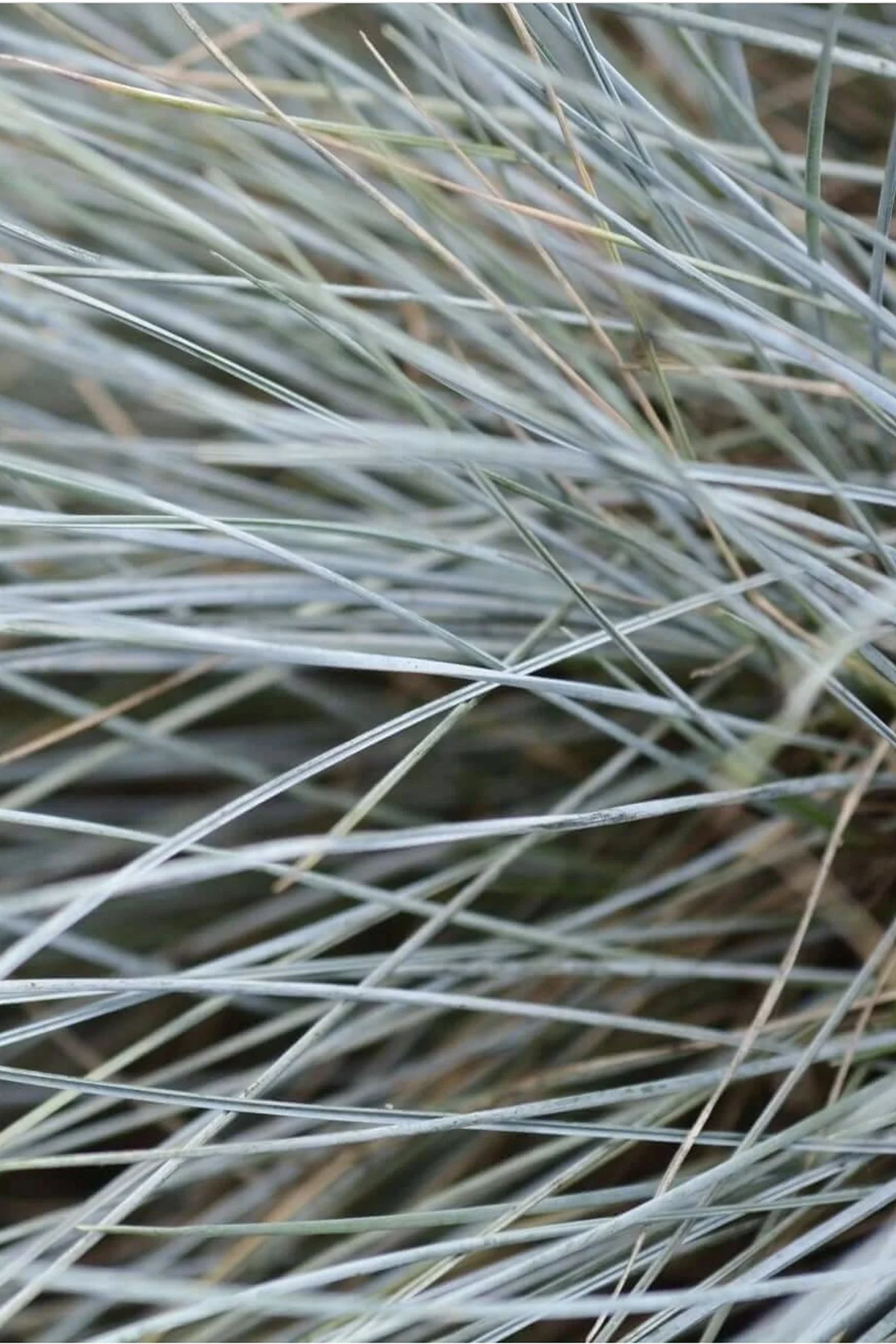 fescue_6x4_v1.jpg