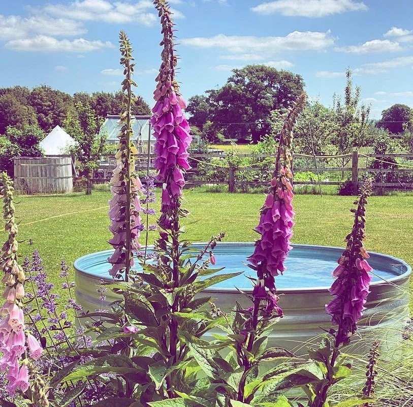 💗 Happy Mothering Sunday 💐 

#motheringsundayuk #mothersday #springtime #takeadip #diptanks #gardeninspiration