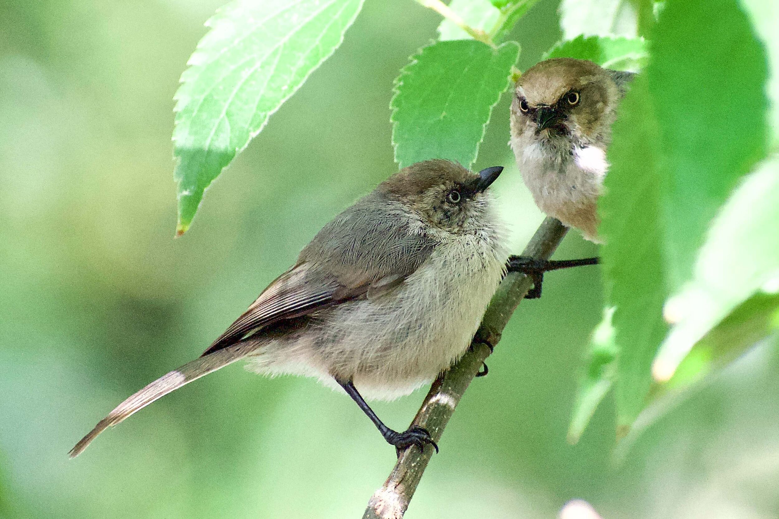 The Little Wren That Could – Saying No to Failure