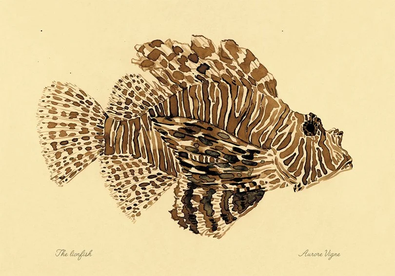 The lionfish

The painting features a pterois which is a genus of venomous marine fish, commonly known as lionfish, native to the Indo-Pacific. Also called zebrafish, firefish, turkeyfish, tastyfish or butterfly-cod, it is characterized by conspicuou