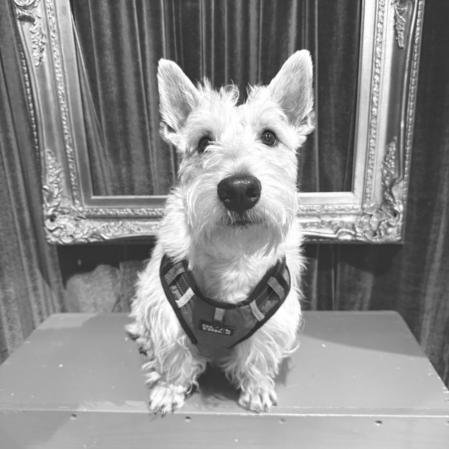 Oh my DOG!🐾 #PawsInTheLoop was a smashing success! Thank you to the over 60 dogs and one cat who visited this afternoon, we loved the puppy parade. Mitrebox welcomes furry friends every day and can't wait to see our new dog pals!

  #PawsInTheLoop #