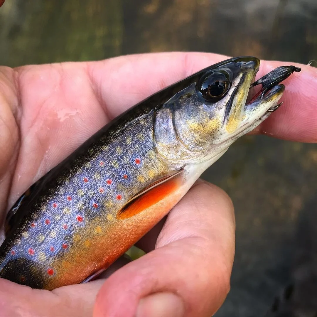 Fishing in Real Life II — Paul Haan