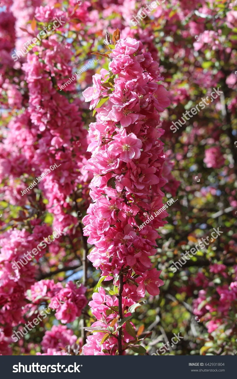 Crabapple — Four Seasons Nursery