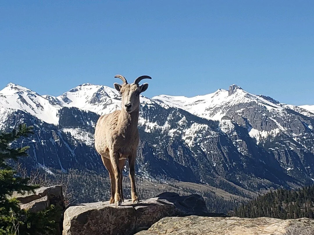 Gold Mountain Ranch | Ouray, Colorado
