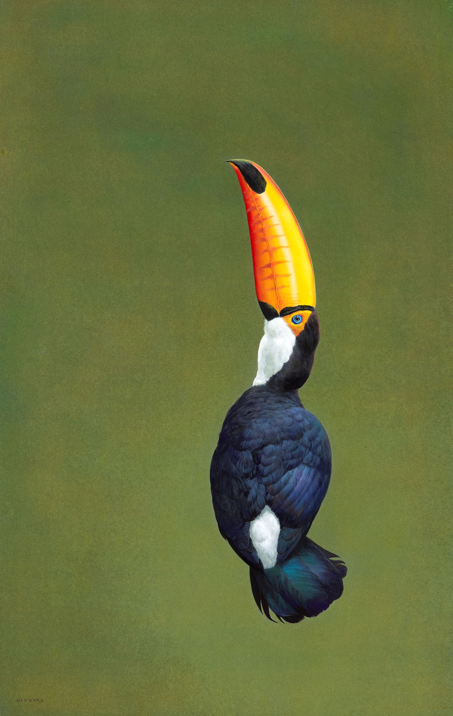 Toco Toucan_s.jpeg