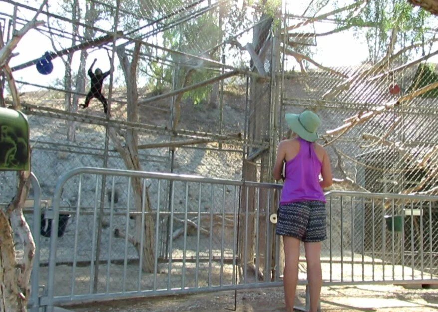 Me studying behaviors of different gibbon species at the Gibbon Conservation Center in California. Here I am collecting behavioral data on one white-cheeked gibbon named Canter, a sub-adult male living with his mom, dad, younger sister and younger b…