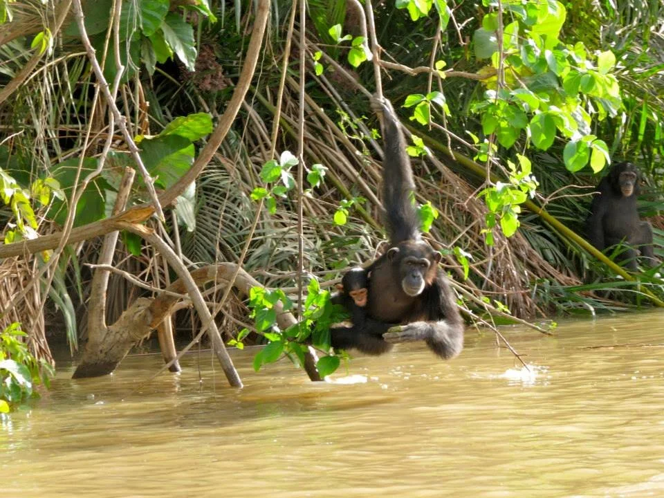 A mother chimpanzee (Pan troglodytes) and her baby at the Chimpanzee Rehabilitation Project in the Gambia. All of the chimps living at the CRP are former pets, circus animals or from labs. They live on three islands in the middle of the River Gambia…