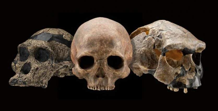 Paleoanthropologists study human ancestor remains to understand human evolution and how our ancestor species may have behaved.
