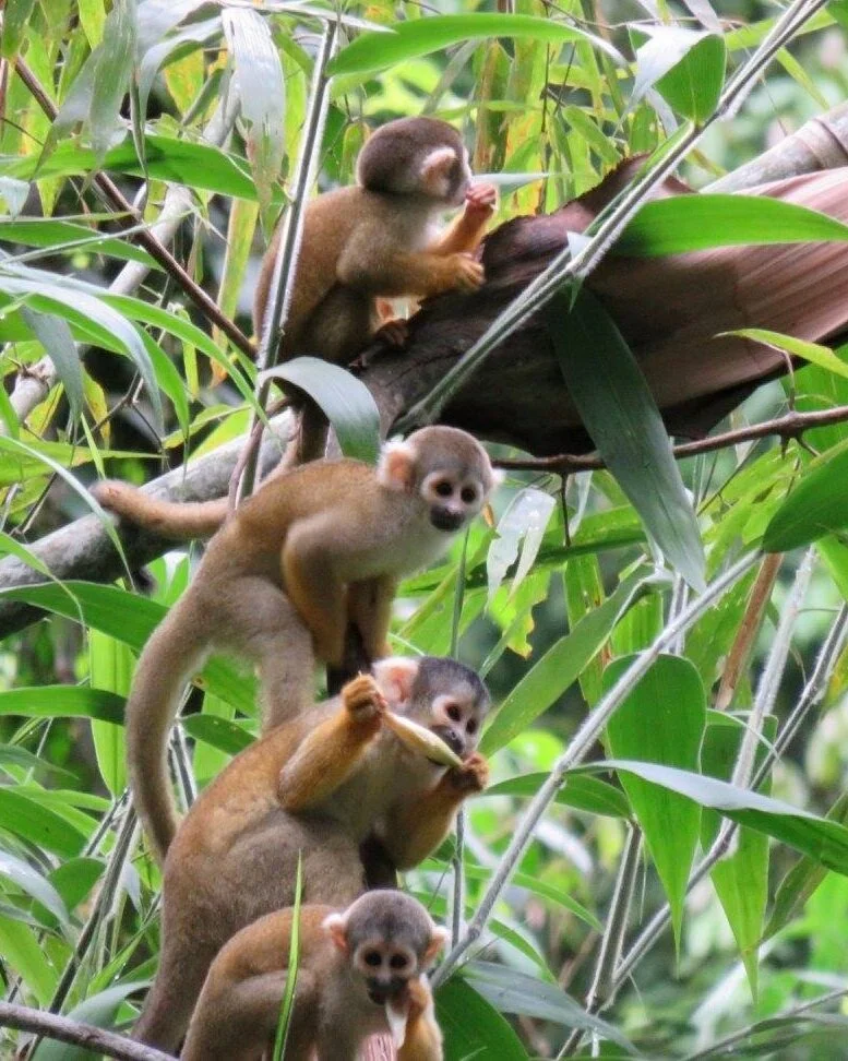Biological anthropologists study living primates to try to understand more about how human ancestors may have behaved AND as a way to understand how primates live and how we can help with their conservation.
