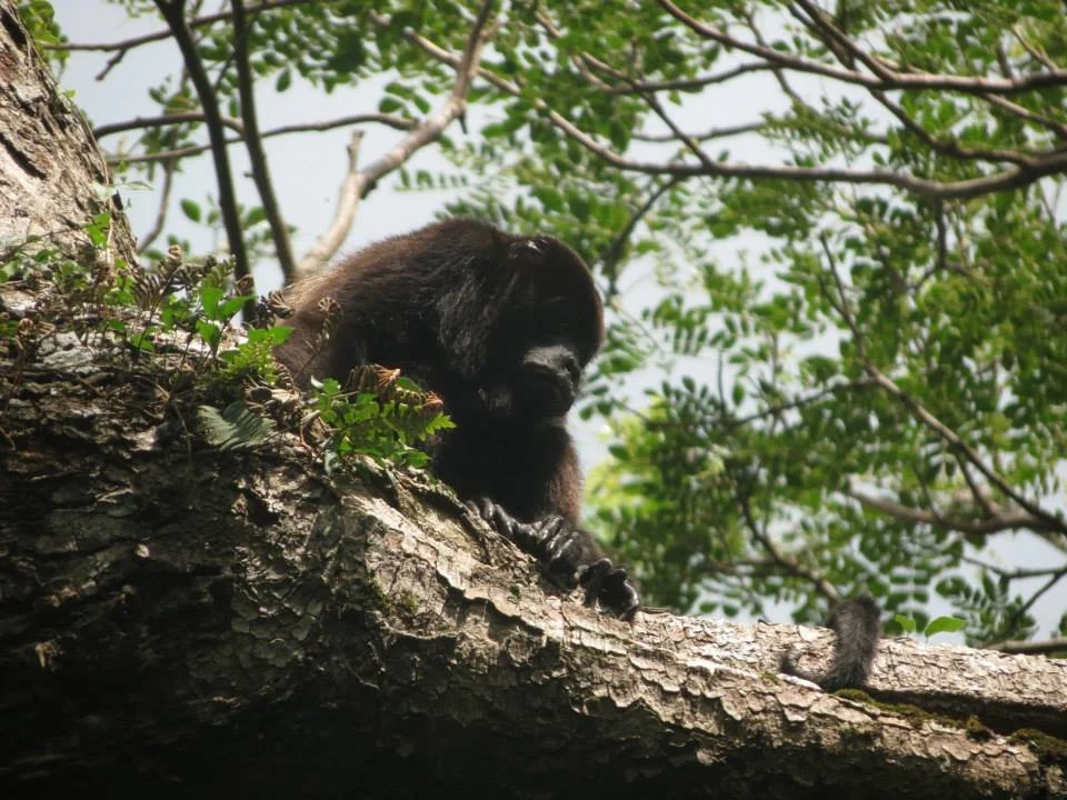 male howler monkey in Nicaragua