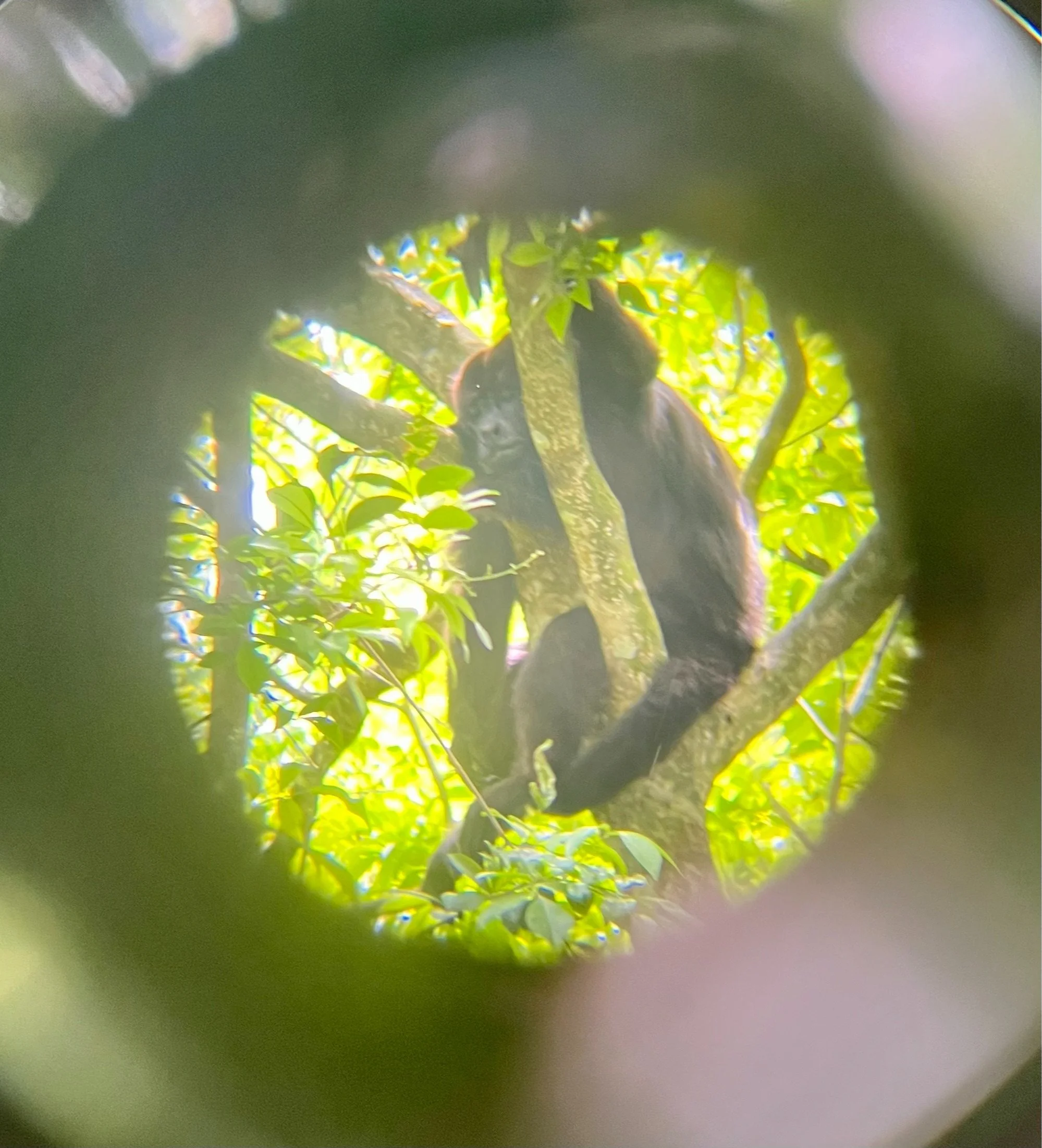 Male black howler monkey resting in a tree, seen through binoculars