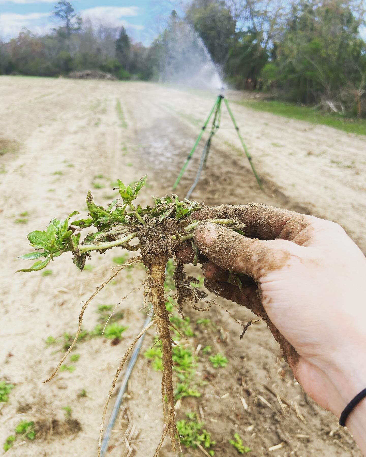 The best thing about our current irrigation method is it gives me PLENTY of time to weed 🌱

#justfarmin #tidewaterfarm #familyfarm #upickflowers #wildflowers #bloom #getoutside #southjersey