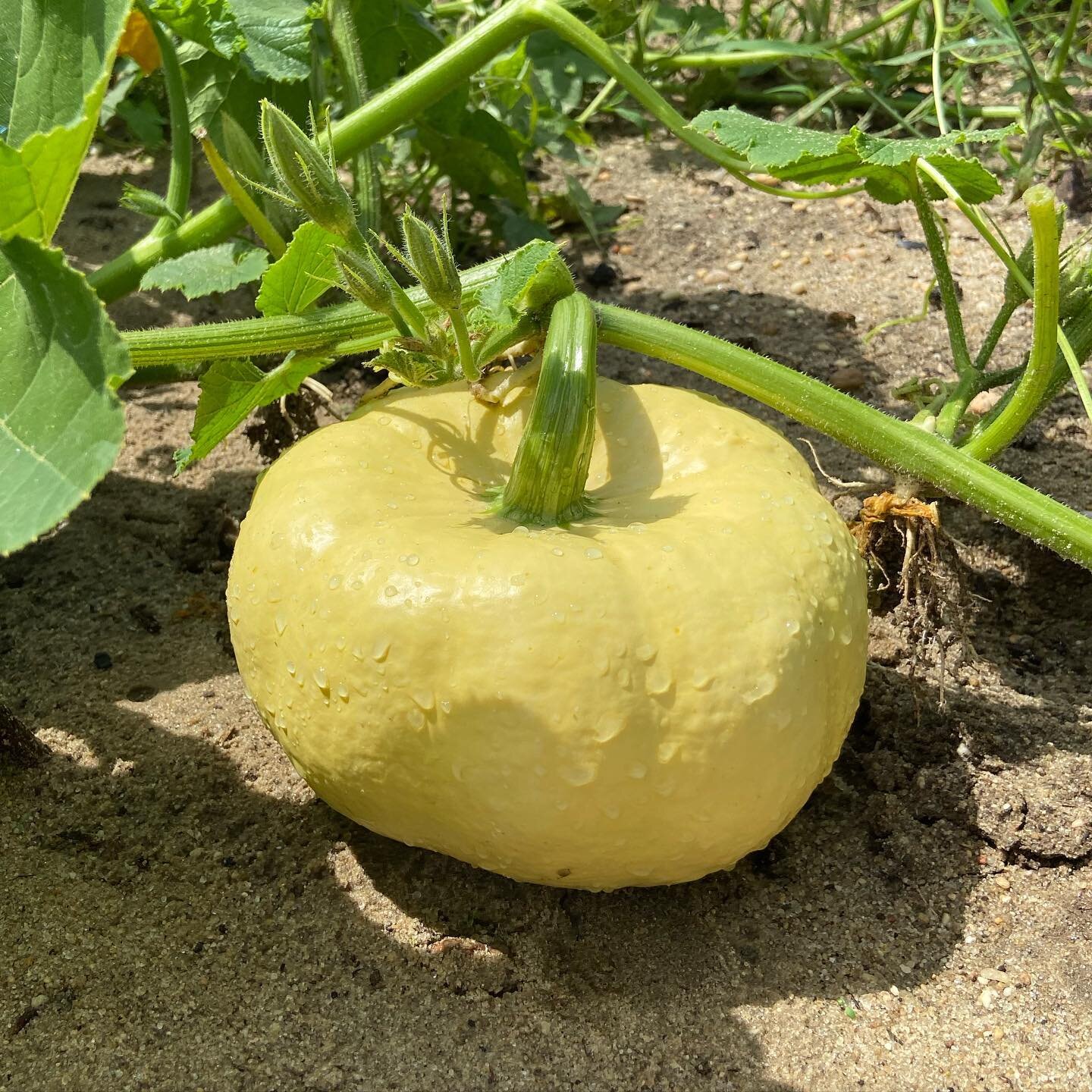 Isn&rsquo;t she a beauty? 

We&rsquo;ll keep you closely posted on how we&rsquo;ll handle this year&rsquo;s pumpkin patch. 

We have some fun ideas in store 🎃 

#smallfarm #pumpkin #pumpkinpatch #localfarm #tidewaterfarm #autumn #familyfarm #harriss