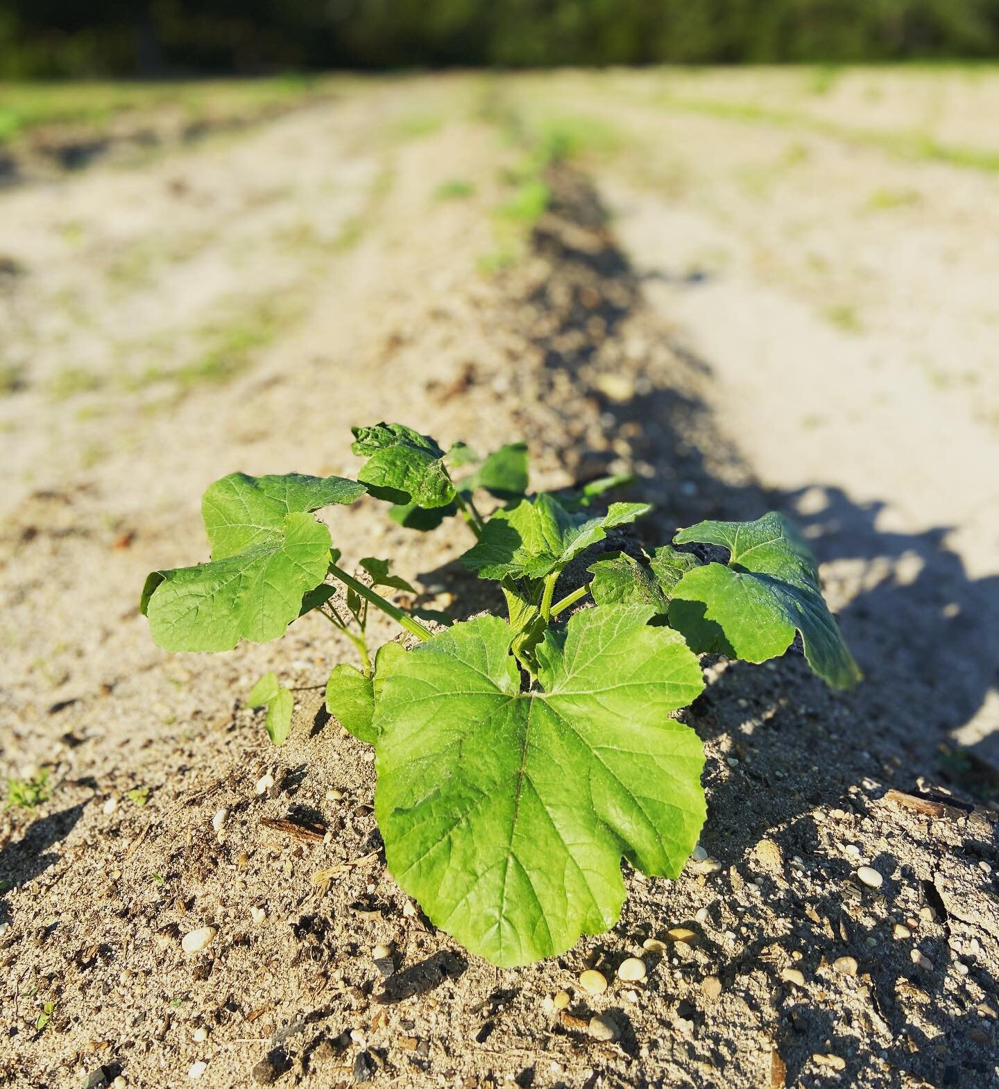 A morning spent in the patch is a good one. Take a breath of fresh air and enjoy your Monday, friends 💚

#tidewaterfarm #familyfarm #harrisseeds #localfarm #pumpkin #pumpkinpatch #getoutside #lovewhatyoudo #agriculture