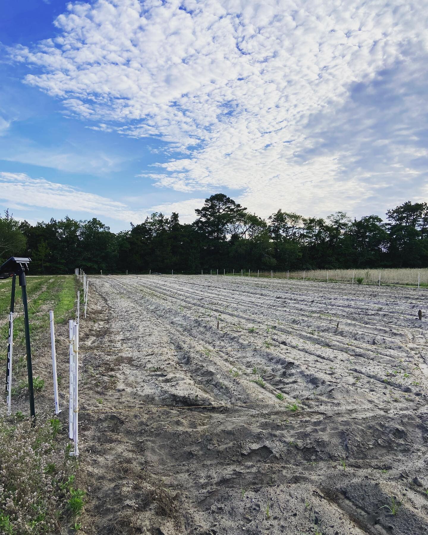 Year 4 of pumpkins! They are sprouting and the ⚡️ fence is set. Hopefully this fall we&rsquo;ll have plenty for you at our roadside stand 🎃