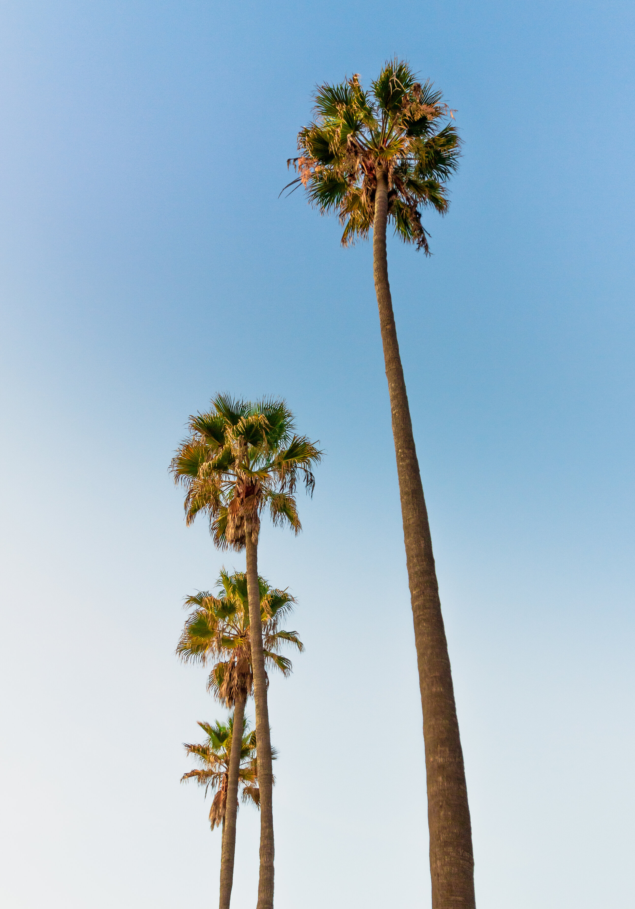 Retro Palms.jpg