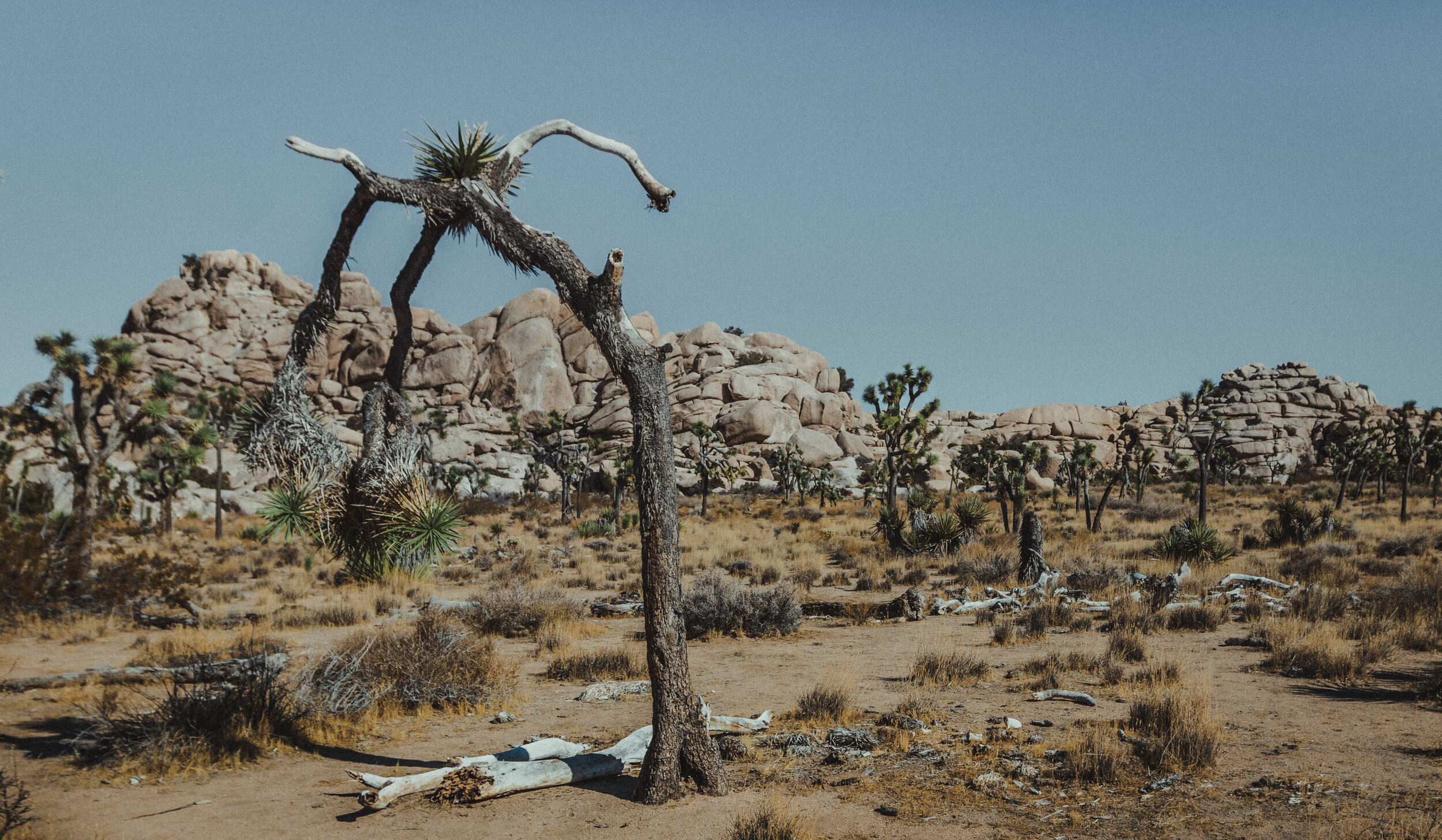 Desolate Desert.jpg
