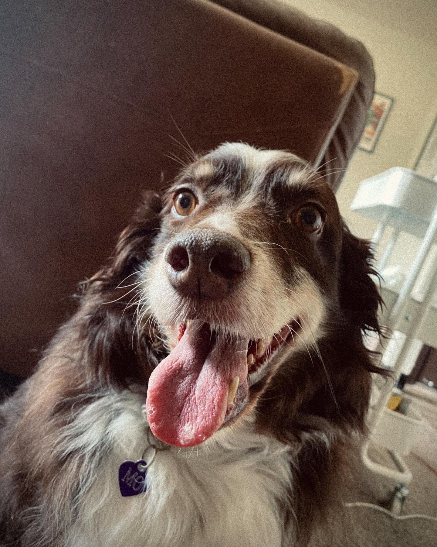 she&rsquo;s the cutest dog in the world