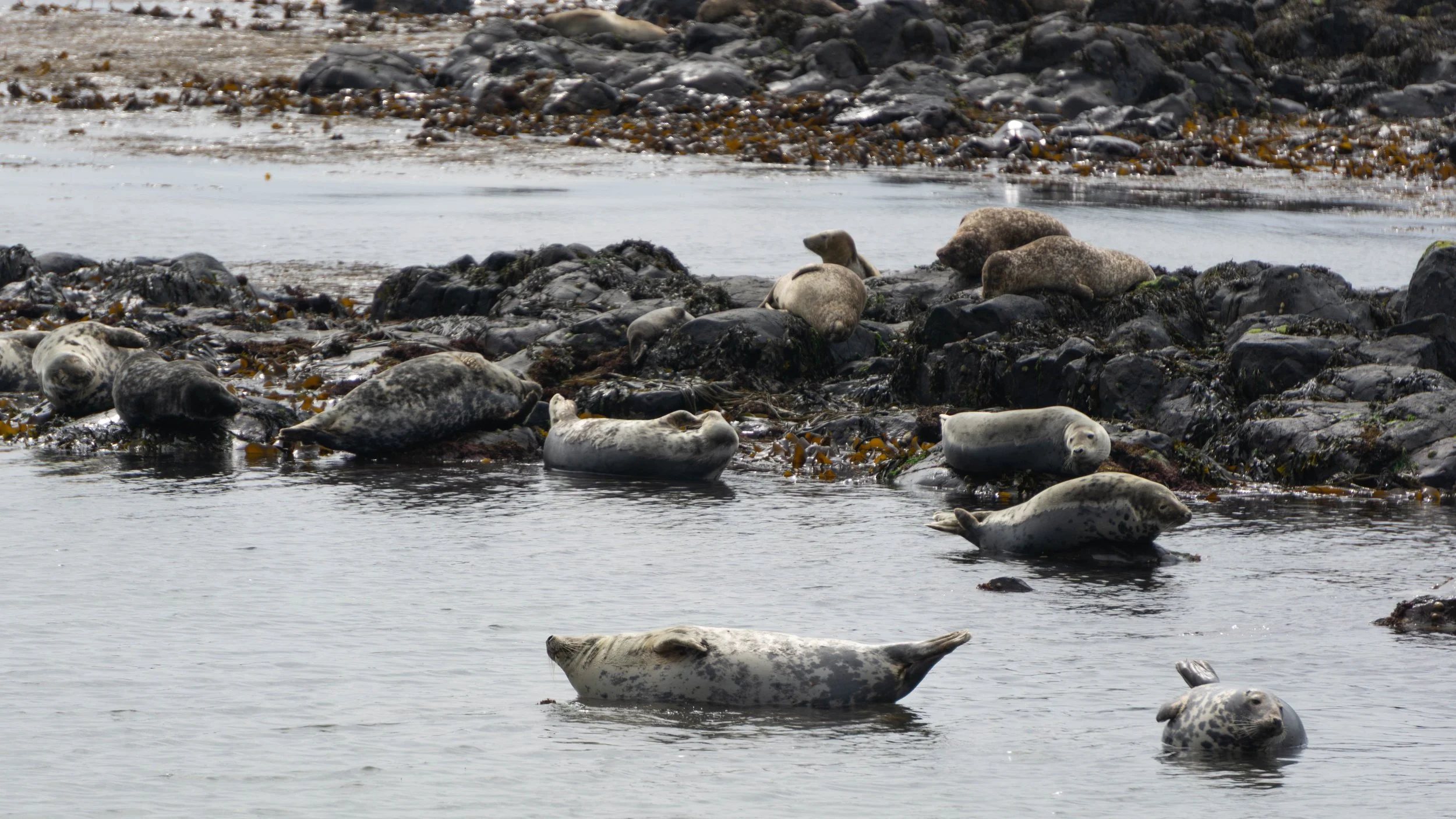 Rathlin-2.jpg