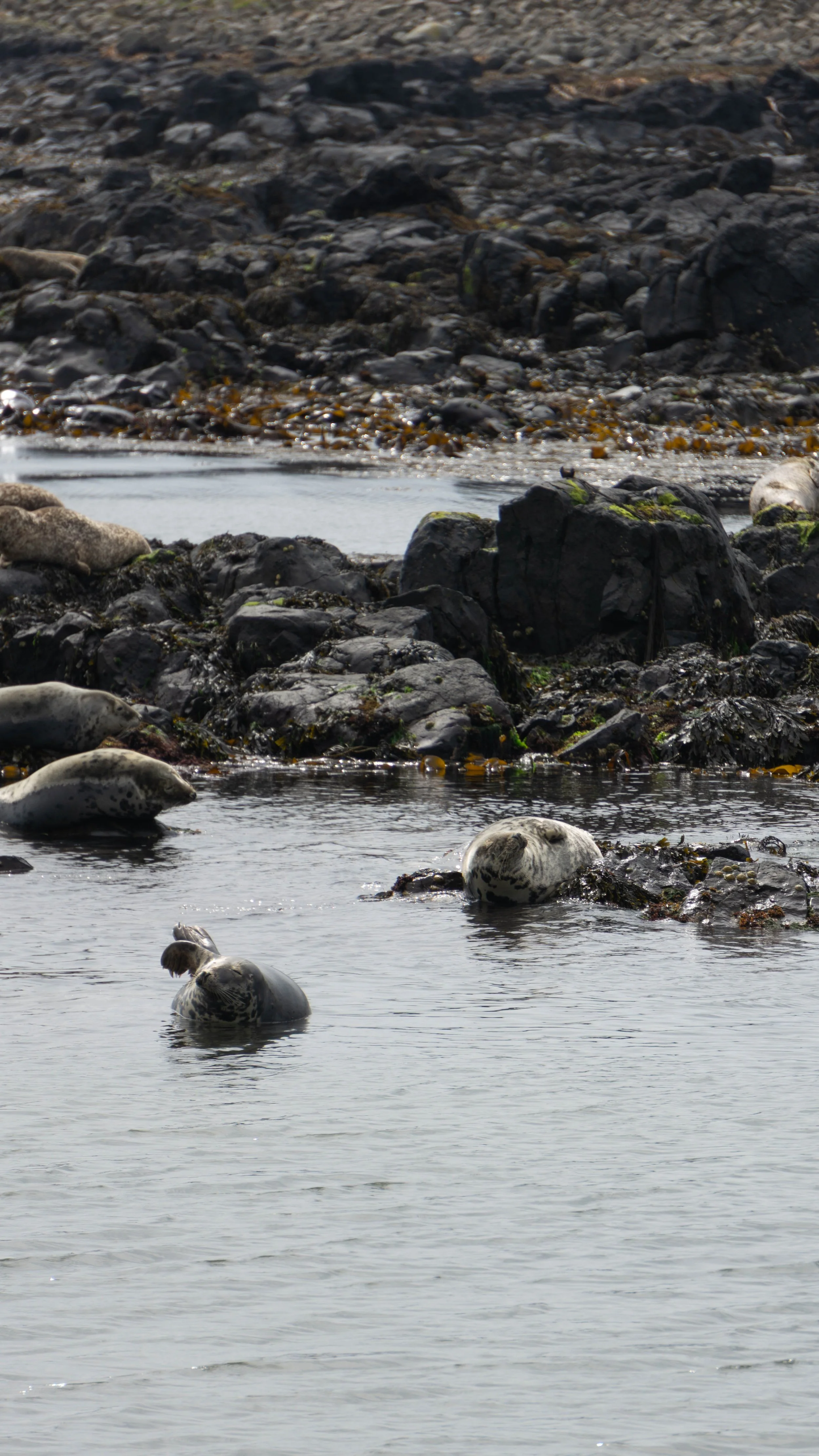 Rathlin-3.jpg