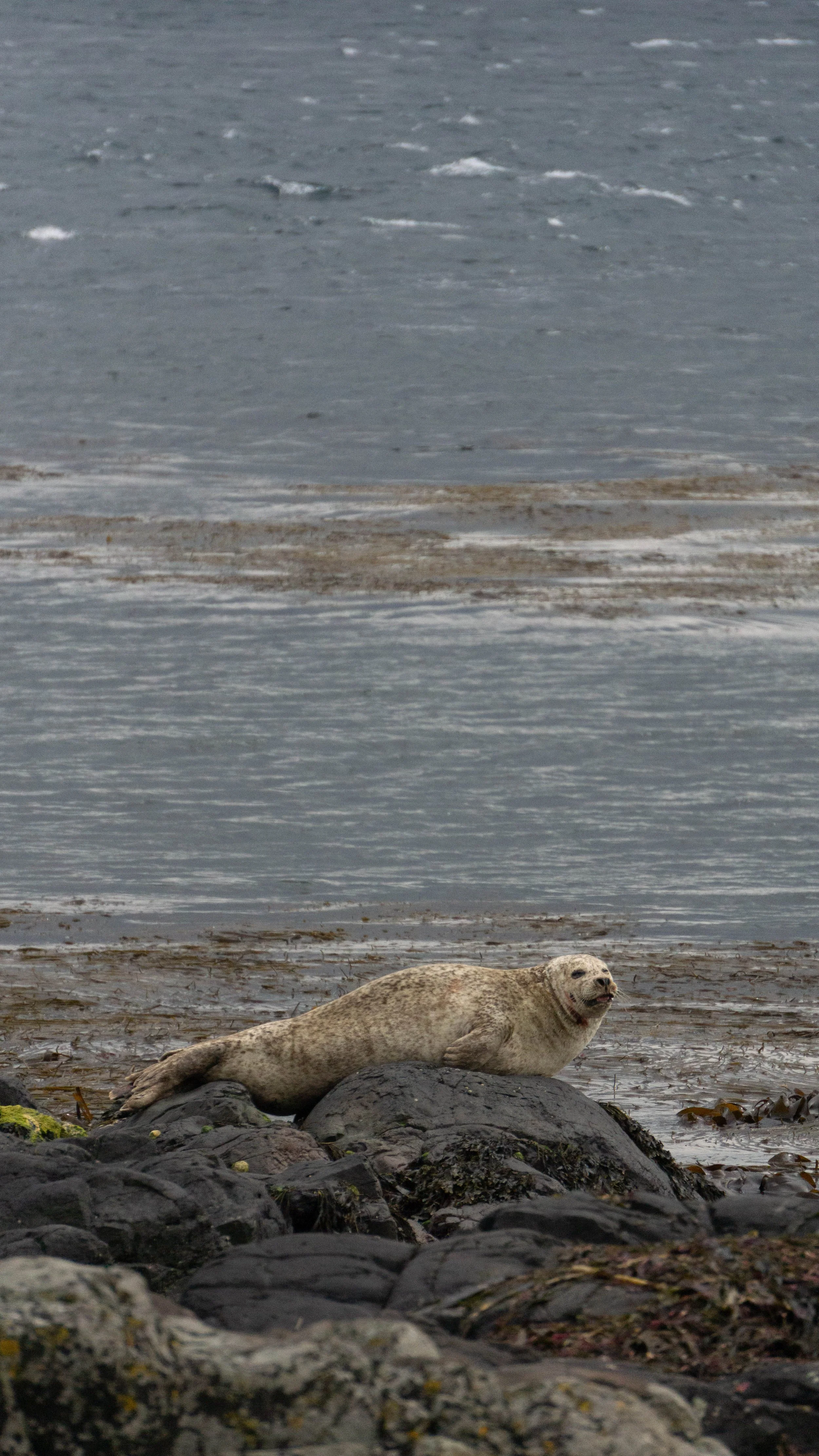 Rathlin-14.jpg