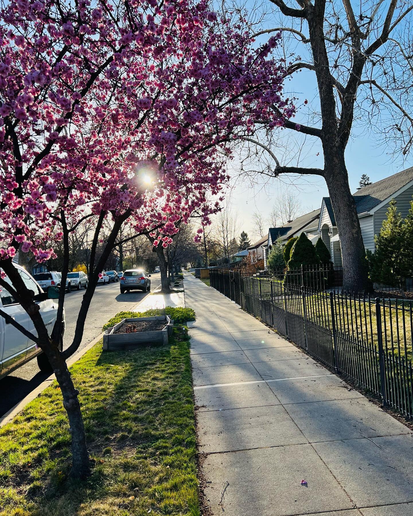 Happy Sunday 😍 🌸💕#springtime #boise #boiseidaho &bull;
&bull;
&bull;
&bull;
#idaho #idahome #boisemoms #boisesmallbusiness #boisesmallbusinessowners #boisemomsinbusiness #boiselife #treasurevalleyidaho #nature #beautifuldestinations #travel #sprin