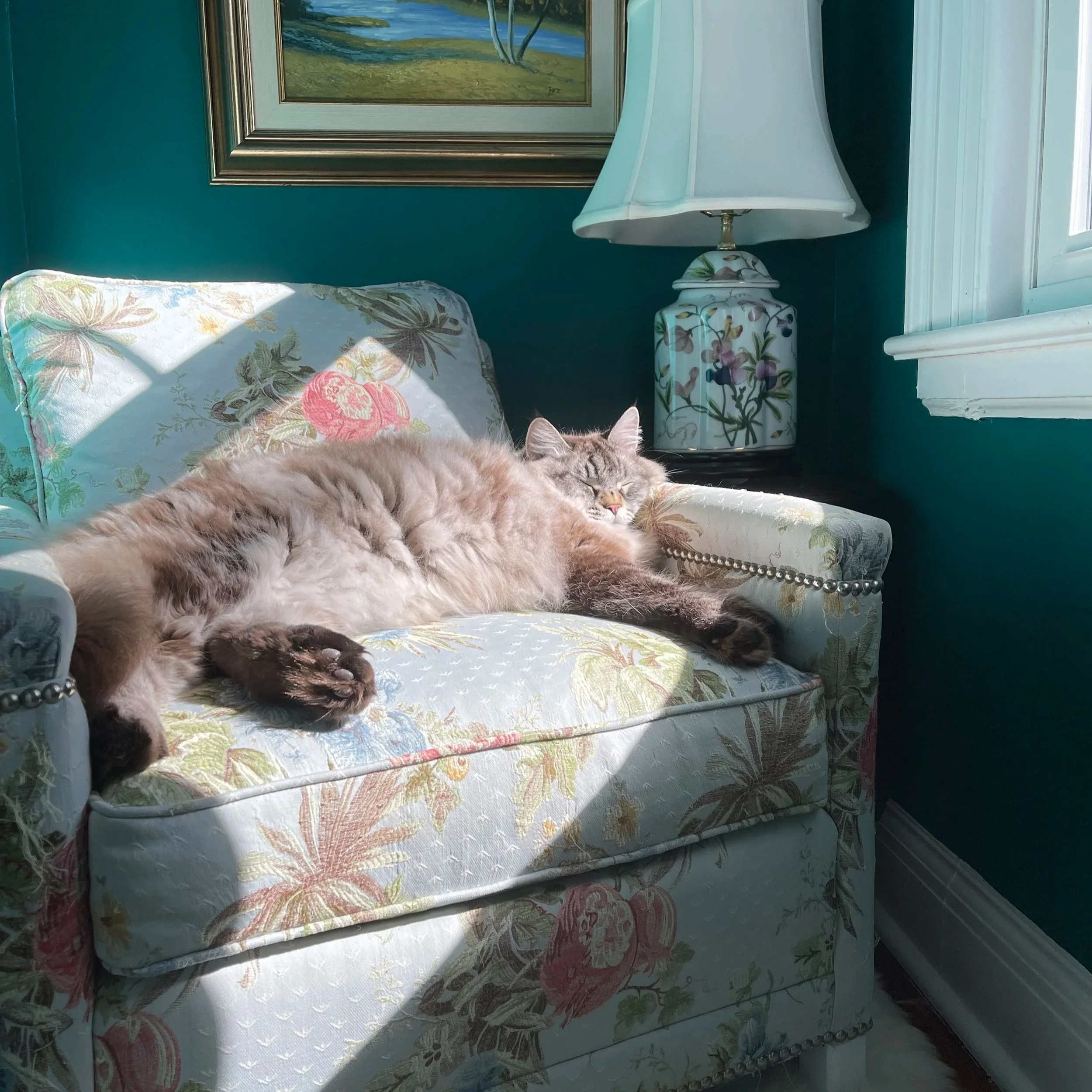 a photo of a lynx point Siberian cat resting in the sunlight to recharge