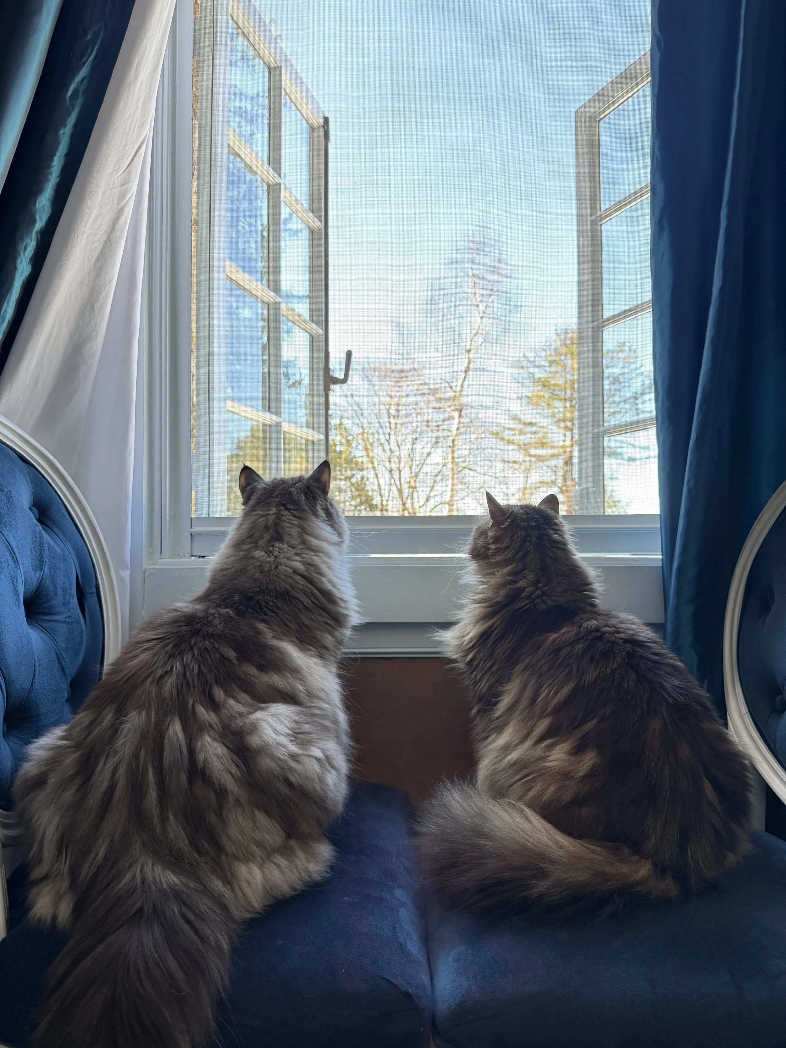 two cats sit by window and plan their day